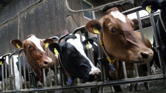 Latest Agriculture Emissions Data Show Rise of Factory Farms