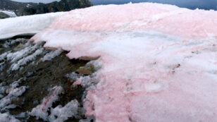 Pink Snow a Bad Sign for the Future, Scientists Say