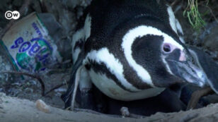Protecting Argentina’s Imperiled Penguins From Plastic Waste
