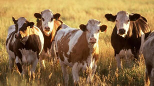 6 Pressing Questions About Beef and Climate Change, Answered