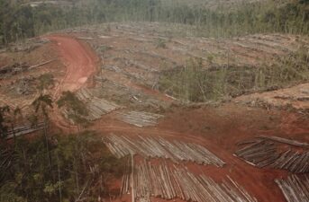 New Player Begins Clearing Rainforest for World’s Largest Palm Oil Plantation