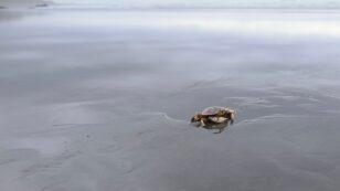 Dungeness Crabs’ Shells Are Dissolving From the Severity of Pacific Ocean Acidification