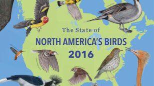 37% of North American Birds Face Extinction
