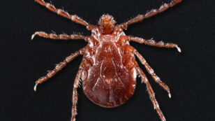 New Tick Species Spreads in U.S. for First Time in 50 Years