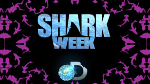 Does ‘Shark Week’ Do More Harm Than Good?