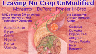 Africa’s Traditional Crops Under Threat as Big Ag, Gates Foundation ‘Donate’ GMO Technology