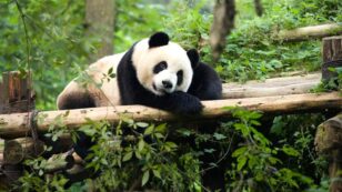 Giant Pandas No Longer Endangered Thanks to Conservation Efforts, China Says