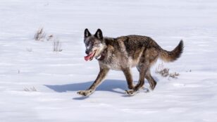 Iconic Yellowstone Wolf Shot Dead in Legal But ‘Senseless Killing’