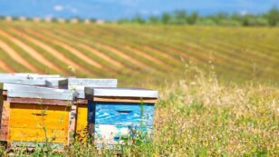 Judge: EPA’s Approval of Bee-Killing Pesticides Violated Federal Law