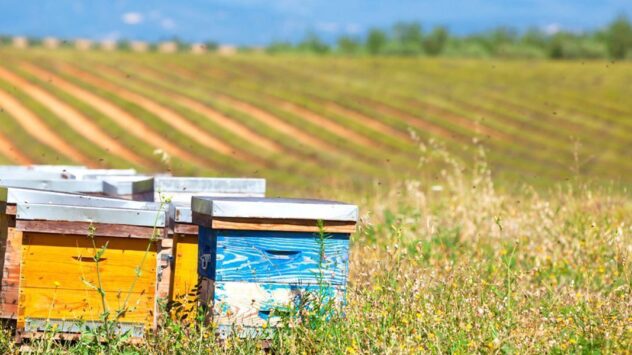 Judge: EPA’s Approval of Bee-Killing Pesticides Violated Federal Law