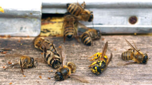 USDA: Beekeepers Lost 44% of Honey Bee Colonies Last Year