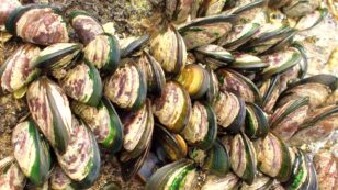 Hundreds of Thousands of Mussels Found Baked to Death on New Zealand Beach