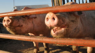 USDA Proposes Significant Cuts in Pork Processing Regulation