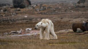 Top Wildlife Photographs Include Heartbreaking Polar Bear, Heartwarming Lions