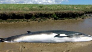 Factcheck: Whale Strandings and Offshore Wind Farms