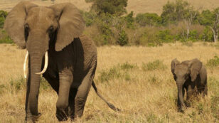 Great News for Elephants: UK to Introduce Legislation Banning Its Ivory Market
