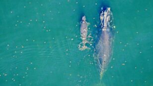 3 Newborn Endangered Right Whales Inspire Hope for Species