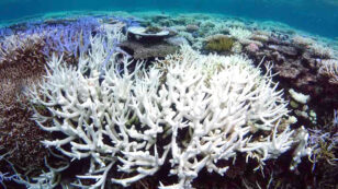 Coral Reefs Are Dying, Only Hope Is Halting Fossil Fuel Emissions