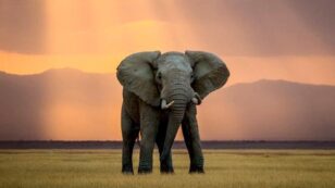 Elephants Being Slaughtered for Ivory Faster Than They Can Reproduce