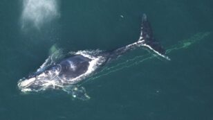 Fishing Gear Entanglement Number One Killer of Right Whales