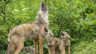 Coyotes Are Poised to Enter South America for the First Time