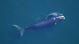 <wbr />North Atlantic Right Whales In Dangerous Decline, Study Confirms