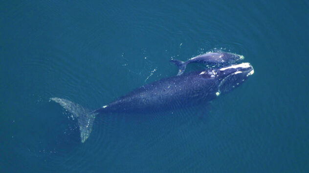 ​North Atlantic Right Whales In Dangerous Decline, Study Confirms
