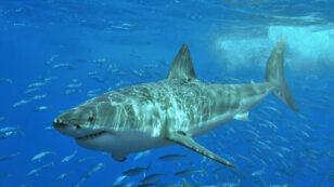 Cape Cod Harbormaster Warns Beachgoers to Heed ‘New Norm’ of Increased Shark Presence