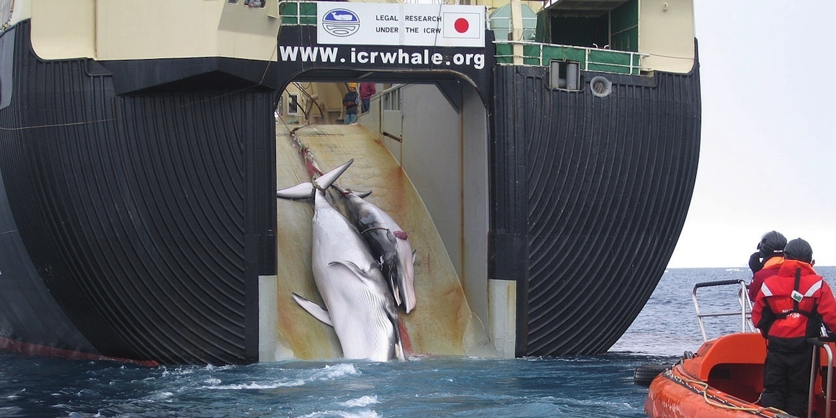 Japan Aims to Overthrow 32-Year-Old Global Whaling Ban