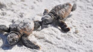 A Record 589 Sea Turtles Killed By Florida’s Toxic Red Tide