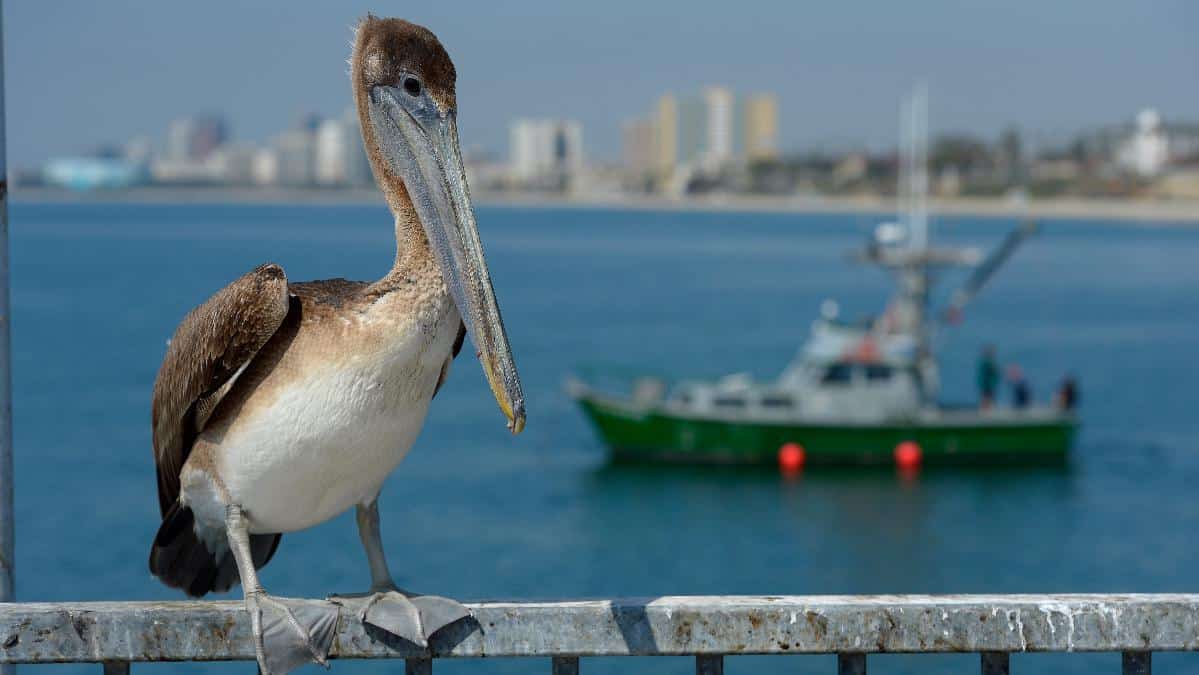 A brown pelican sits on a railing in Long Beach, California.