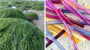 Straws Made of Seaweed Could Replace Their Plastic Nemesis