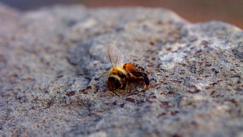 dead bee on rock