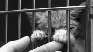 Congress Must Stop USDA’s Animal Experiments, Says Whistleblower