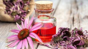 What Are the Health Benefits of Echinacea?