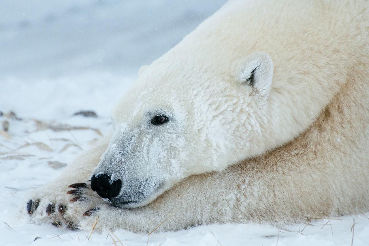 polar bear close up on face