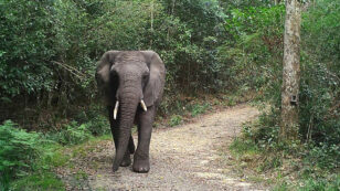 Just One Elephant Remains in the Knysna Forest