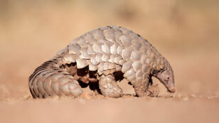 Back From Extinction: Returning Threatened Pangolins to the Wild