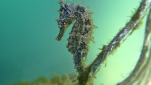 Sydney’s Endangered Seahorses Find Protection in Underwater Hotels