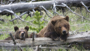 Yellowstone Grizzlies Win Reprieve From Trophy Hunt as Court Restores Endangered Species Protections