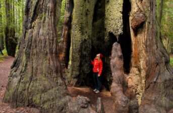 Why the World’s Tallest Trees Could Be Even Bigger Than We Thought