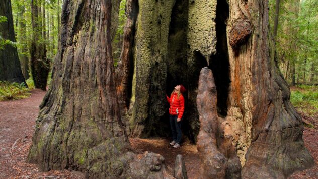 Why the World’s Tallest Trees Could Be Even Bigger Than We Thought