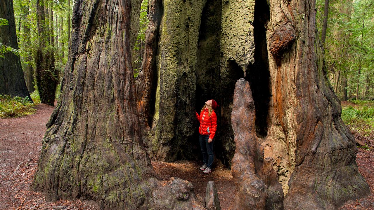 Why The Worlds Tallest Trees Could Be Even Bigger Than We Thought EcoWatch