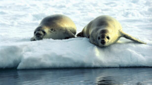 Seals Are Helping Scientists Map the Future of Antarctic Krill