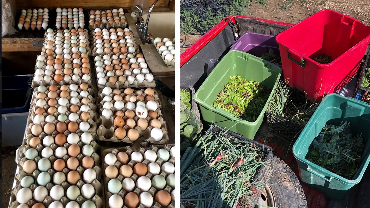 eggs and vegetables from organic farm