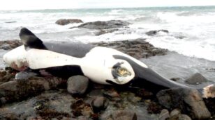 Monsanto PCBs May Leave Orca Pod ‘Doomed to Extinction’