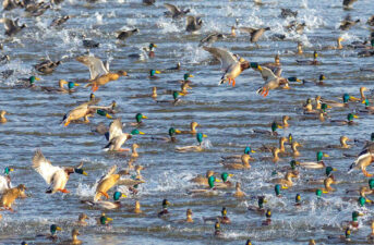 Migratory Birds Are Being Driven Northward by Climate Change