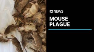 ‘Plague’ of Mice Ravages New South Wales Farms