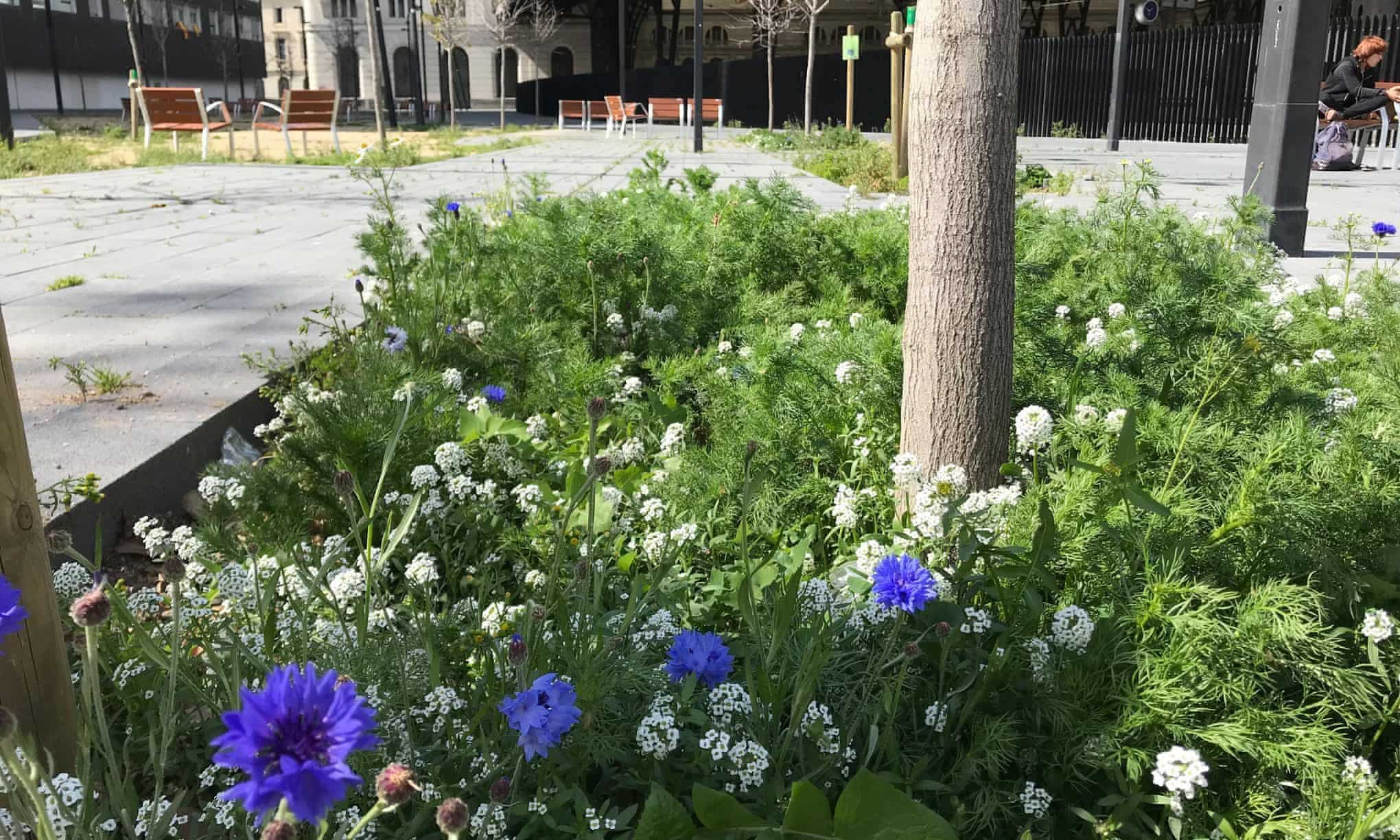 wildflowers planted at the base of tree in city 