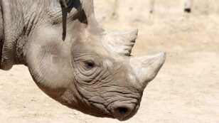 Black Rhinos Return to Chad 50 Years After Being Wiped Out